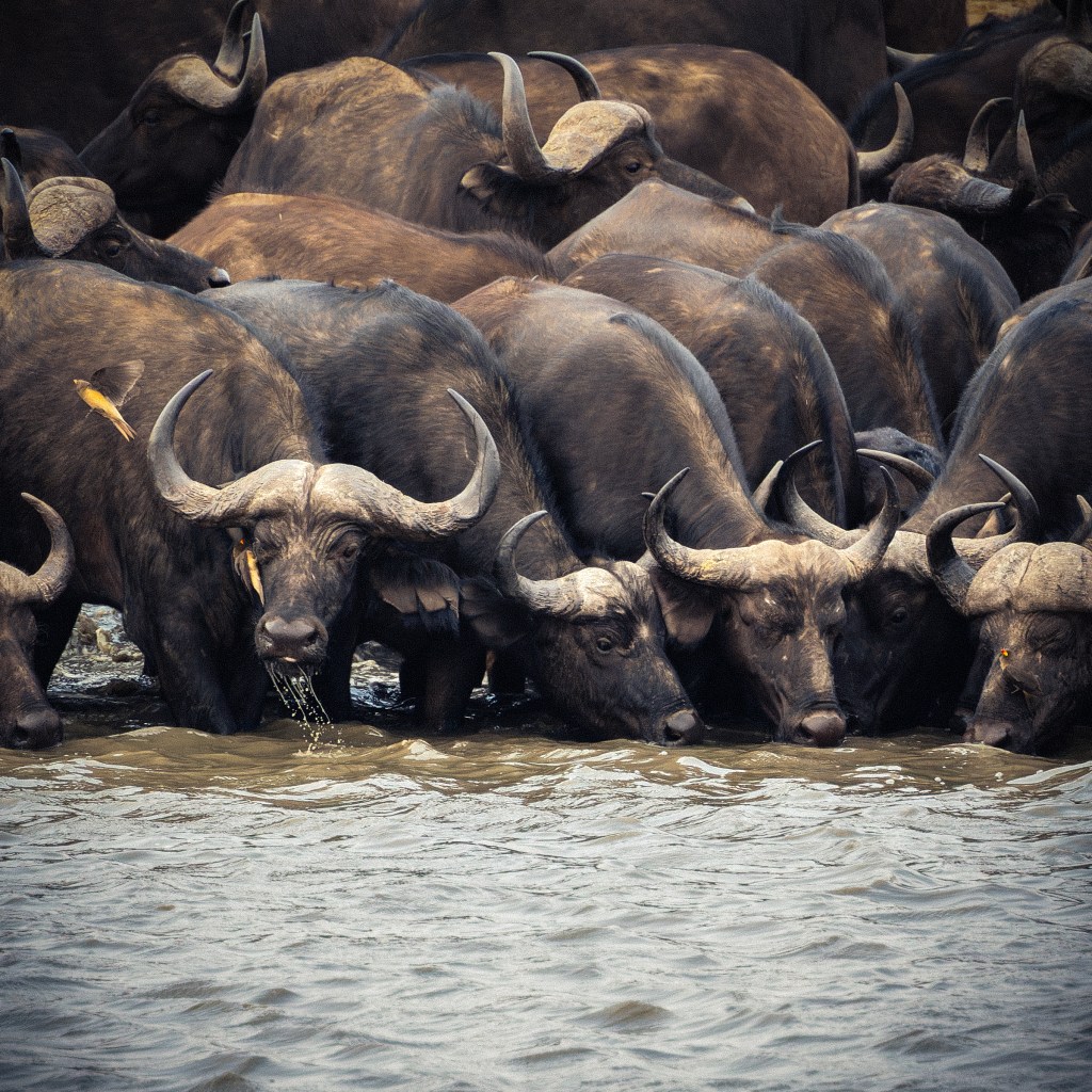 Herd of water buffalo standing in a river