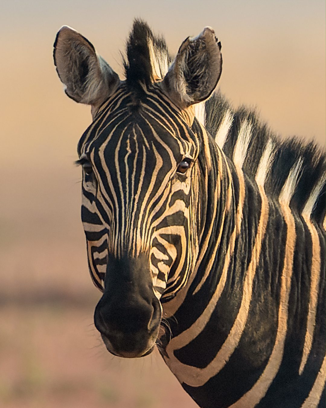 A zebra stands in the middle of a grassy field during an African safari, showcasing its distinctive black and white stripes.