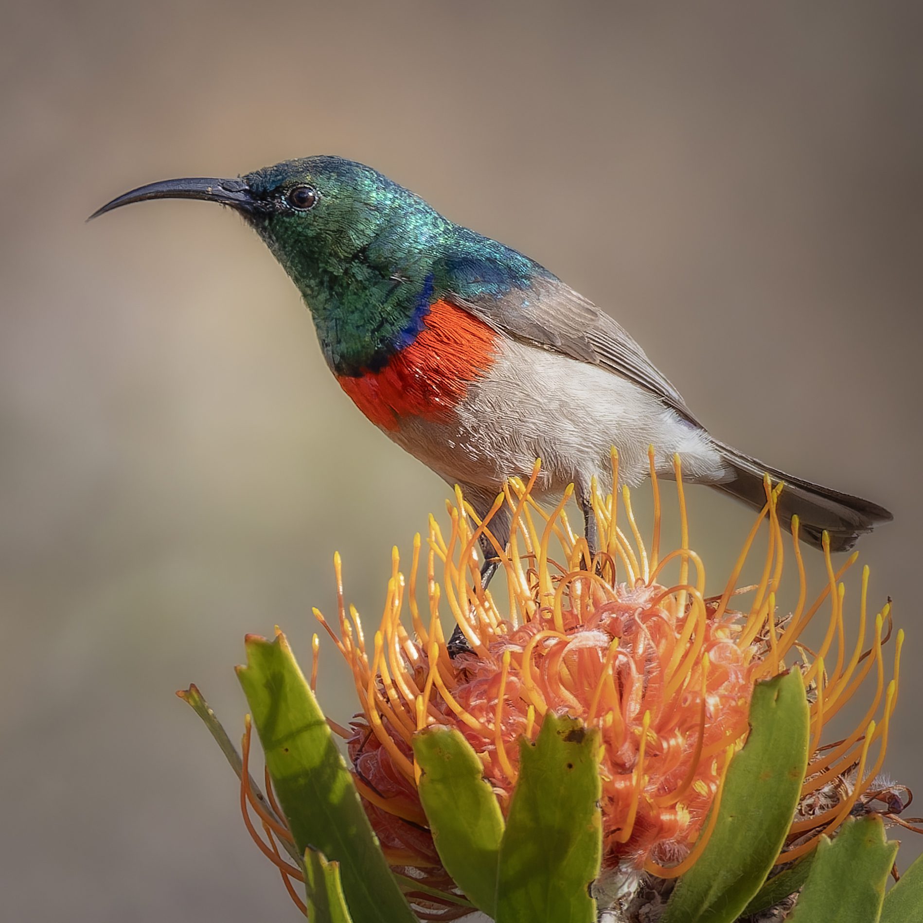 Colorful bird perched on flower