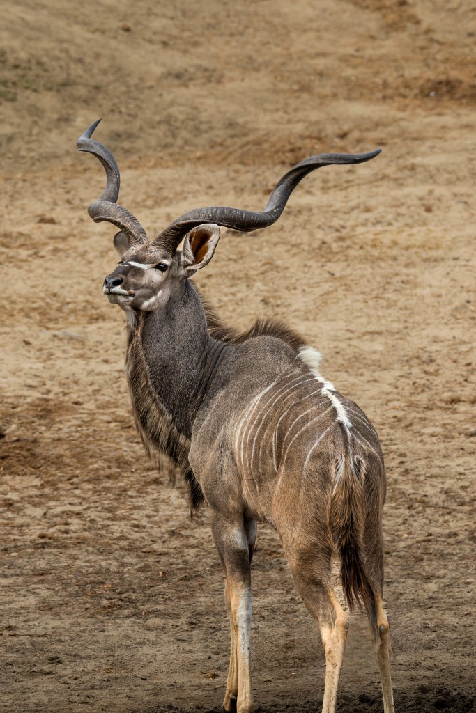 Kudu bull with impressive horns.