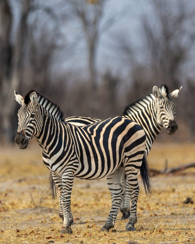 Two zebras standing in dry grass.