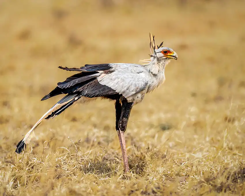 Elegant secretary bird with striking features