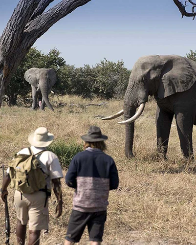 Two safari guests on a guided walking safari observe elephants at close range in the African wilderness during an African safari in Gonarezhou.