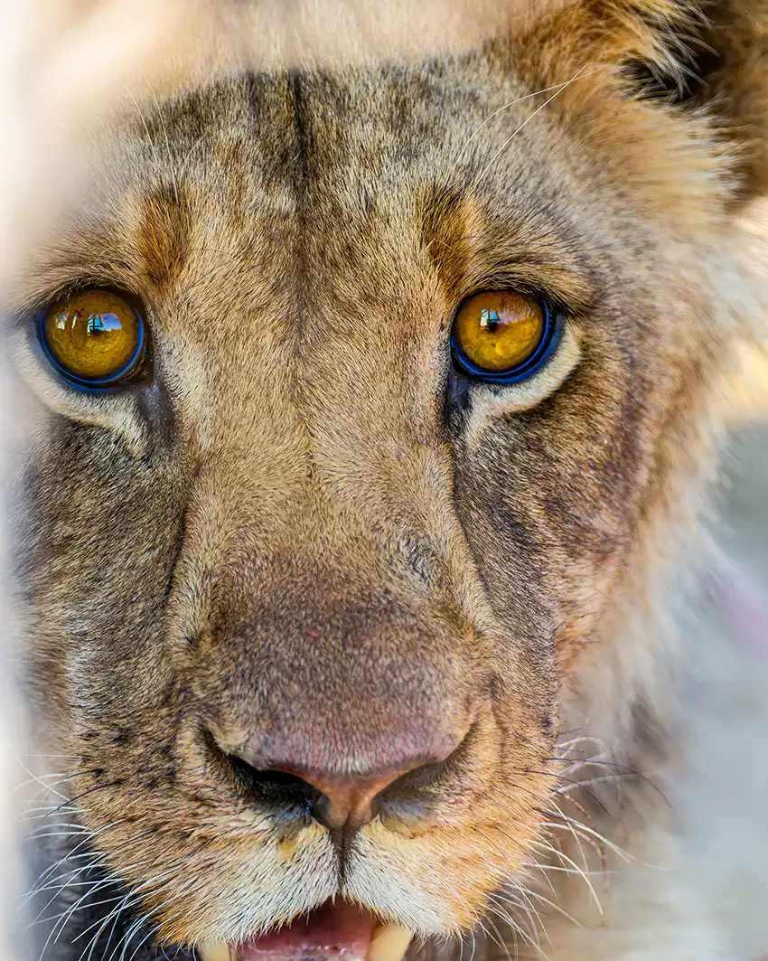 Up-close portrait of a juvenile male lion with golden eyes and sharp features, photographed during an African safari.