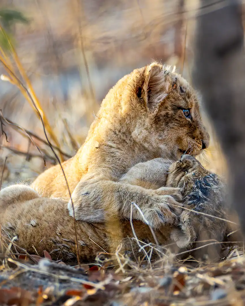 Two lion cubs playfully wrestle in the dry grass during an African safari, their golden fur lit by the warm sunlight of the bushveld. A tender moment of wildlife behavior captured up close in the wild.