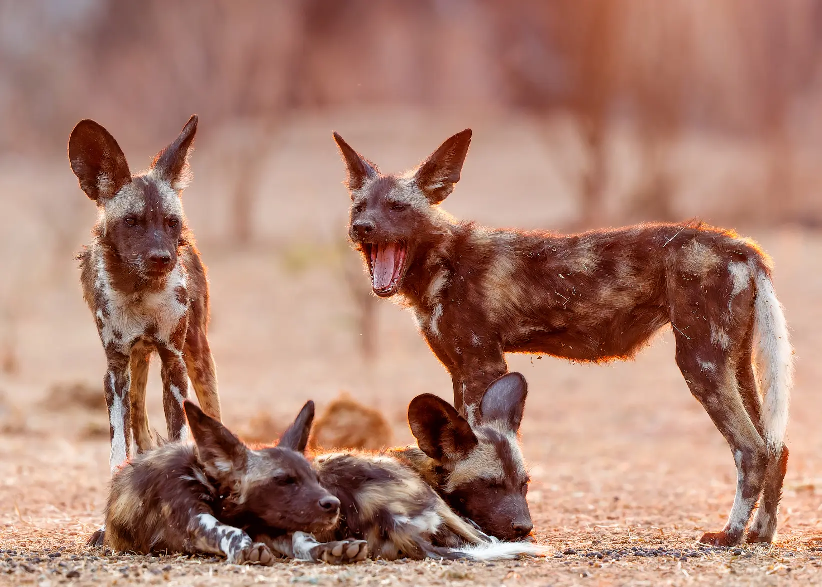 African wild dog pups resting and playing in the golden light of sunrise, photographed on an African safari in Mana Pools National Park, Zimbabwe.
