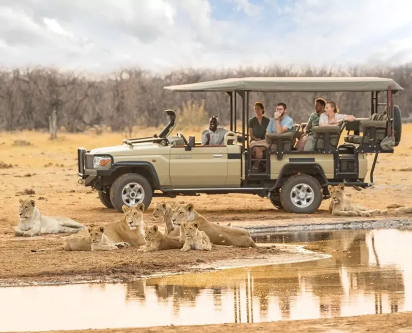 A group of safari guests in an open 4x4 vehicle observe a pride of lions resting beside a watering hole in the Savuti region of Botswana. The lions lie in the dry, golden landscape while the safari-goers watch in awe, capturing the raw beauty of this unforgettable African safari experience.