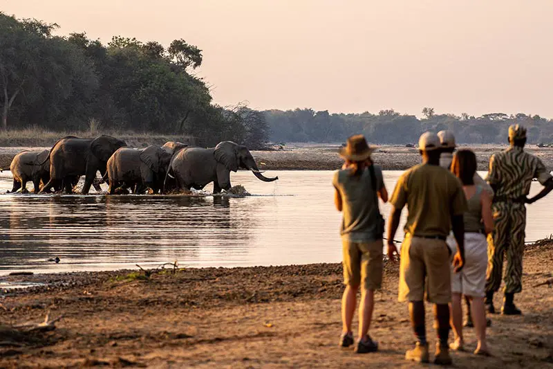 Group on walking safari in North Luangwa National Park, Zambia, observing elephants crossing a river at sunset during an African safari experience.