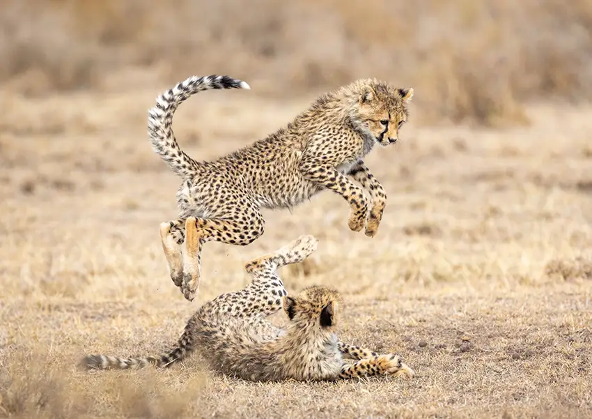 Two playful cheetah cubs leap and tumble across the dry plains of Ndutu in the southern Serengeti — a heartwarming scene of life and energy captured during an unforgettable African safari.