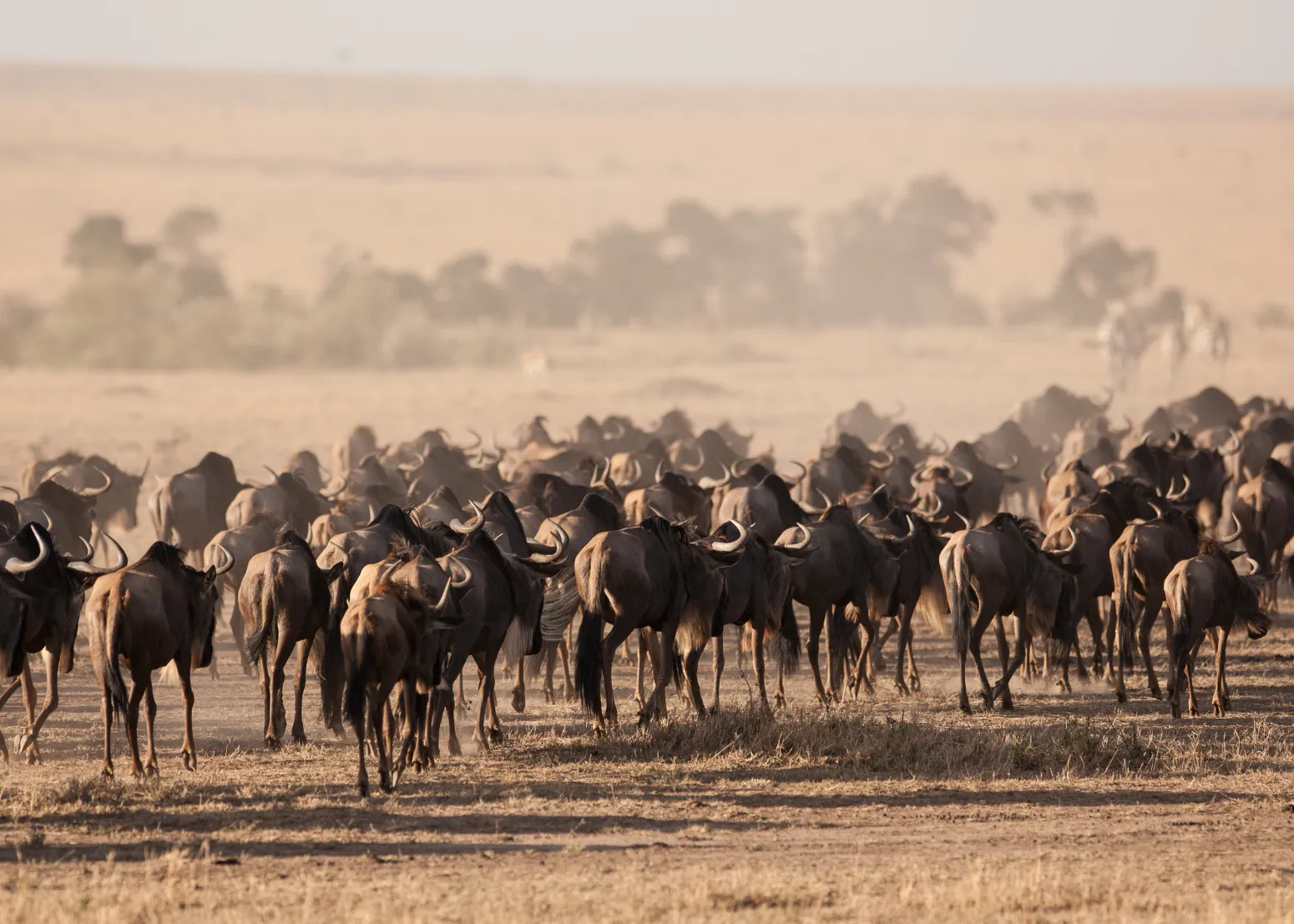 A massive herd of wildebeest during the Great Migration in Serengeti National Park, Tanzania, stirring up dust as they move across the dry savannah plains on safari.