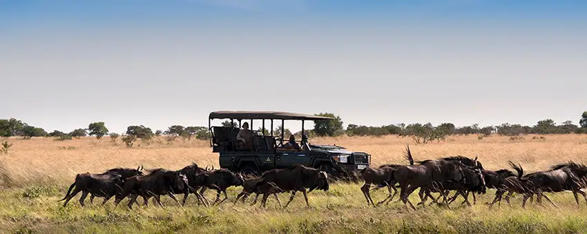 Open safari vehicle observing a herd of wildebeest running across the plains during an African safari in Liuwa Plain National Park, Zambia.