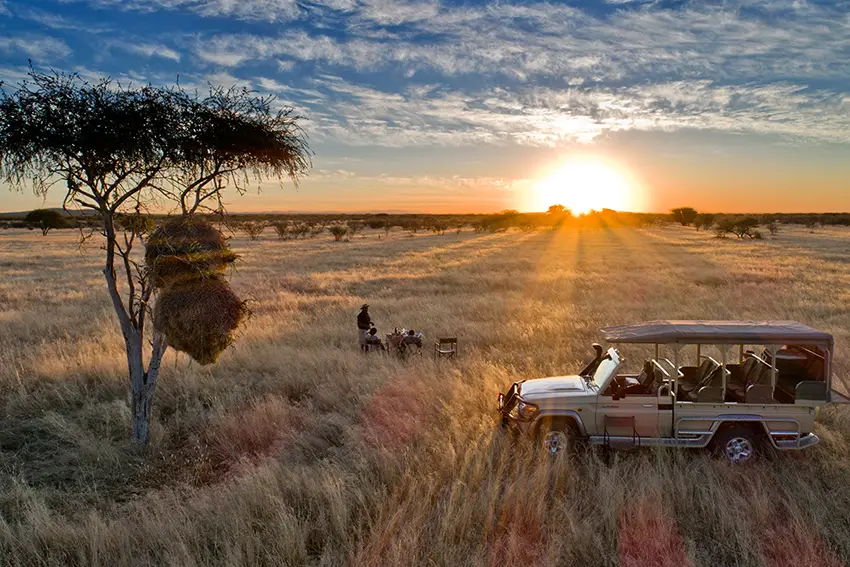 Sunset game drive in Etosha Heights, Namibia, featuring an open safari vehicle, a guide setting up sundowners under an acacia tree, and golden savannah grass glowing in the evening light during an African safari.