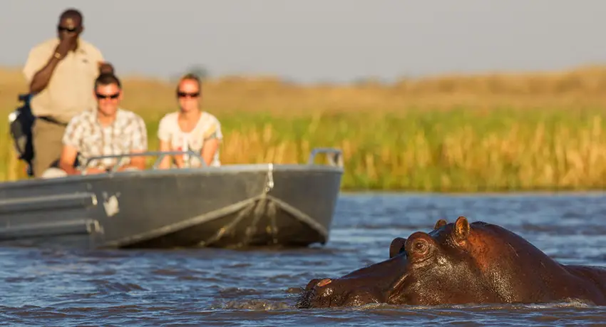 Close-up of a hippo in the water during a boat safari in Kafue National Park, Zambia, with tourists observing in the background on an African safari experience.