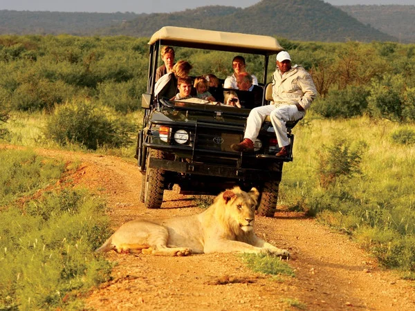 A male lion rests on a dirt road as safari guests observe from an open vehicle in Madikwe Game Reserve, South Africa. This close wildlife encounter captures the essence of an African safari in one of the country’s premier Big Five destinations.
