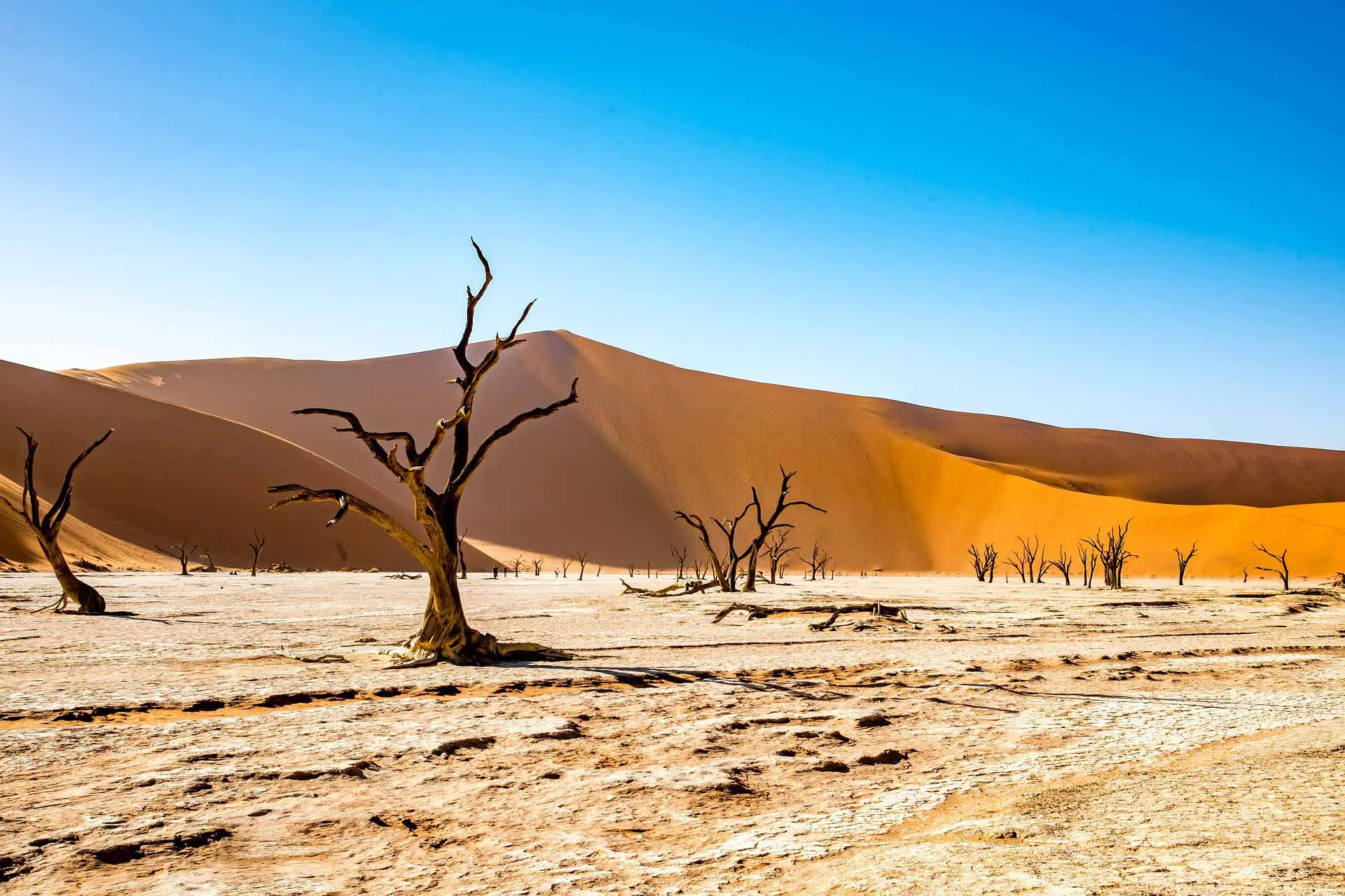 Dead Vlei in Namibia’s Namib-Naukluft National Park, featuring ancient camel thorn trees set against towering red sand dunes under a clear blue sky during an African safari.