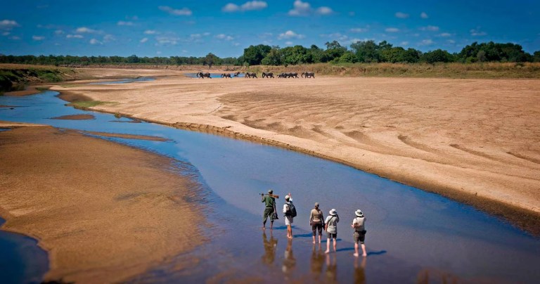 Walking safari group observing a herd of buffalo in the distance along a dry riverbed in South Luangwa National Park, Zambia — African safari experience.