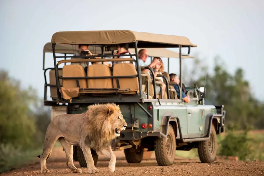 A group of safari-goers in an open-sided Land Rover watch closely as a male lion confidently walks past the vehicle in Tsavo, Kenya. This thrilling moment captures the essence of an African safari tour—close encounters with Africa’s iconic wildlife in their natural habitat.