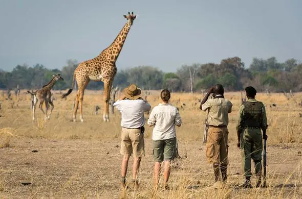 Walking safari in North Luangwa National Park, Zambia, with tourists and guides observing giraffes in the wild on an African safari.