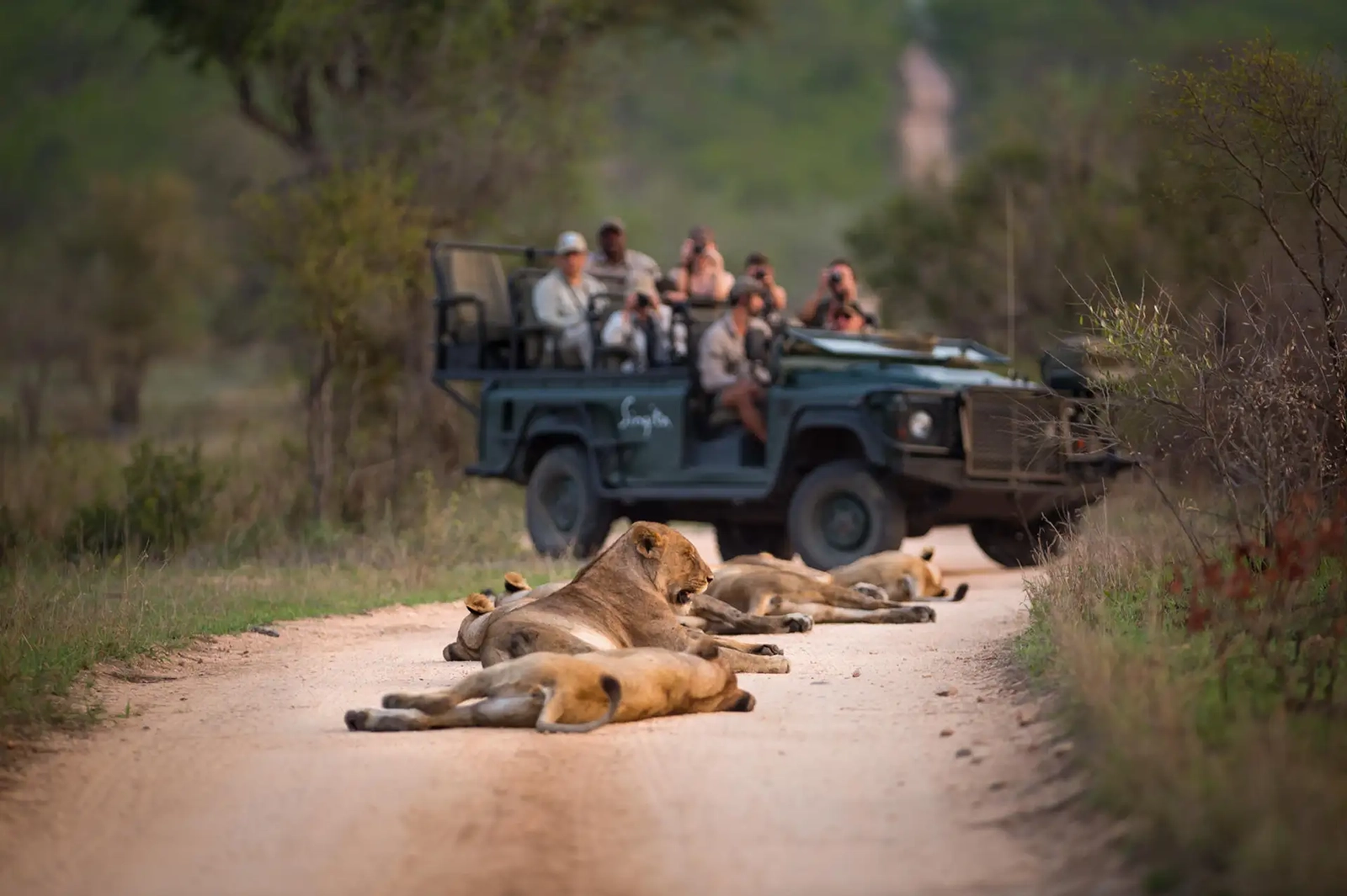 Safari vehicle with tourists observing a pride of lions resting on a dirt track in Sabi Sands Game Reserve, South Africa, during an African safari experience.