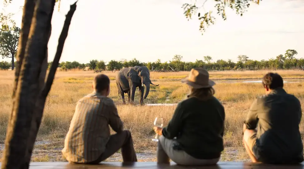 Three people on a Khwai Leadwood safari watch an elephant grazing in the golden African savanna at dusk, enjoying a peaceful wildlife viewing experience.
