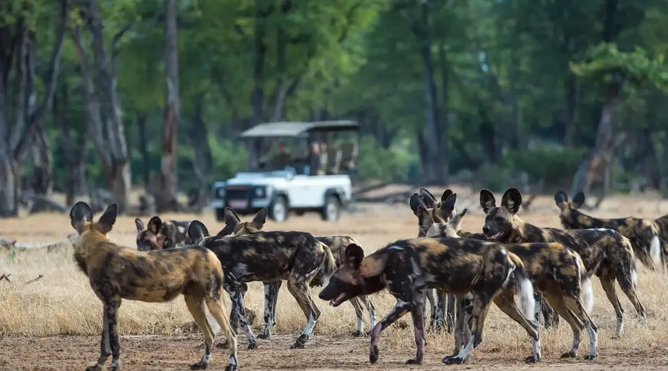 A pack of African wild dogs with mottled coats stand alert in a grassy clearing near Ruckomechi Camp, with a safari vehicle visible in the background.