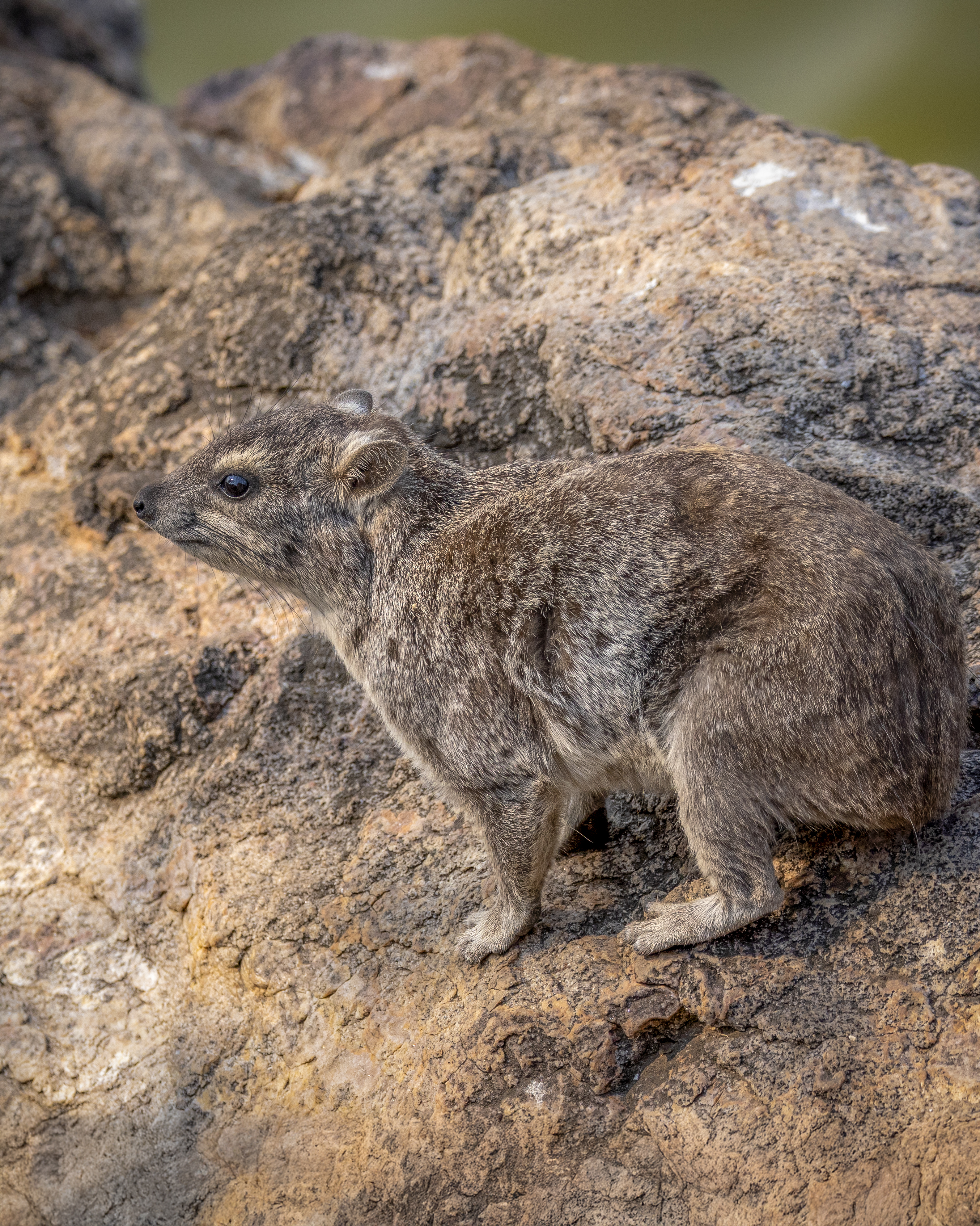A rock hyrax, a small mammal with brown and gray fur, stands alert on a large, textured rock. Its small, dark eyes gaze to the left, showcasing its compact body. The rock's surface is a mix of light and shadow.