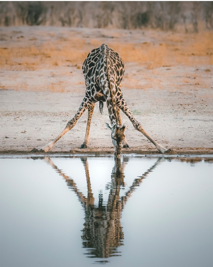 A giraffe stretches its legs wide to drink from a pool of water, its reflection mirroring the animal's intricate pattern in the calm surface. The arid landscape frames this moment of wildlife in its natural habitat.