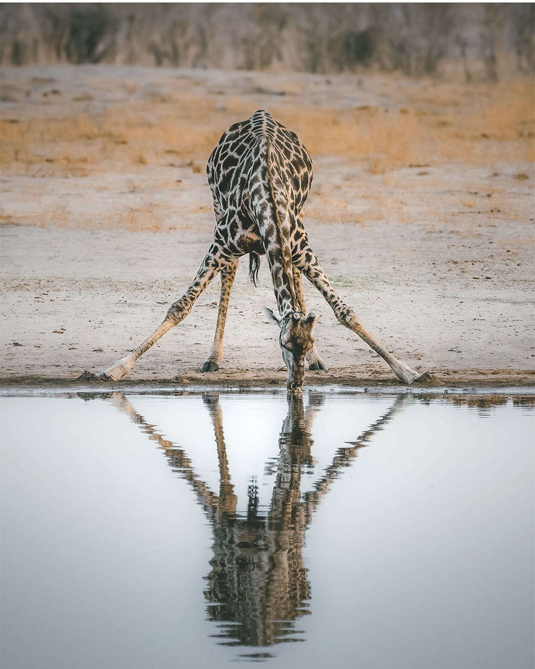 A giraffe stretches its legs wide to drink from a pool of water, its reflection mirroring the animal's intricate pattern in the calm surface. The arid landscape frames this moment of wildlife in its natural habitat.