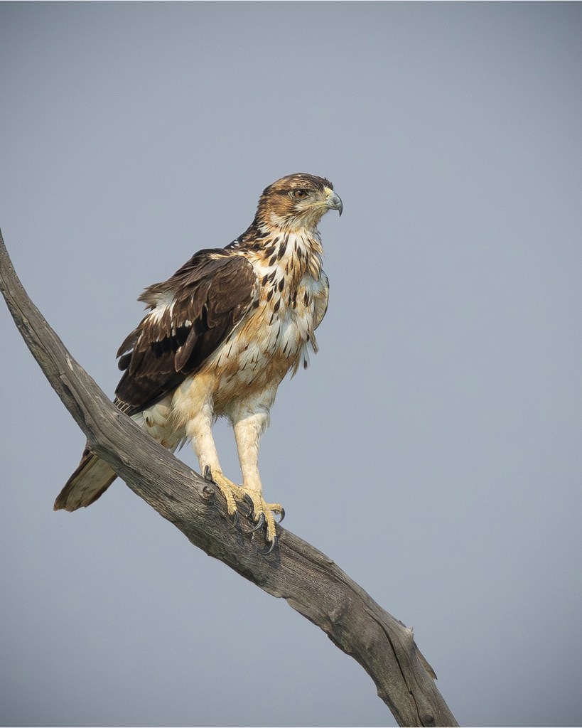 A juvenile raptor, possibly a hawk, perches alertly on a bare branch. Its brown and cream plumage is ruffled in the breeze, as it surveys its surroundings.