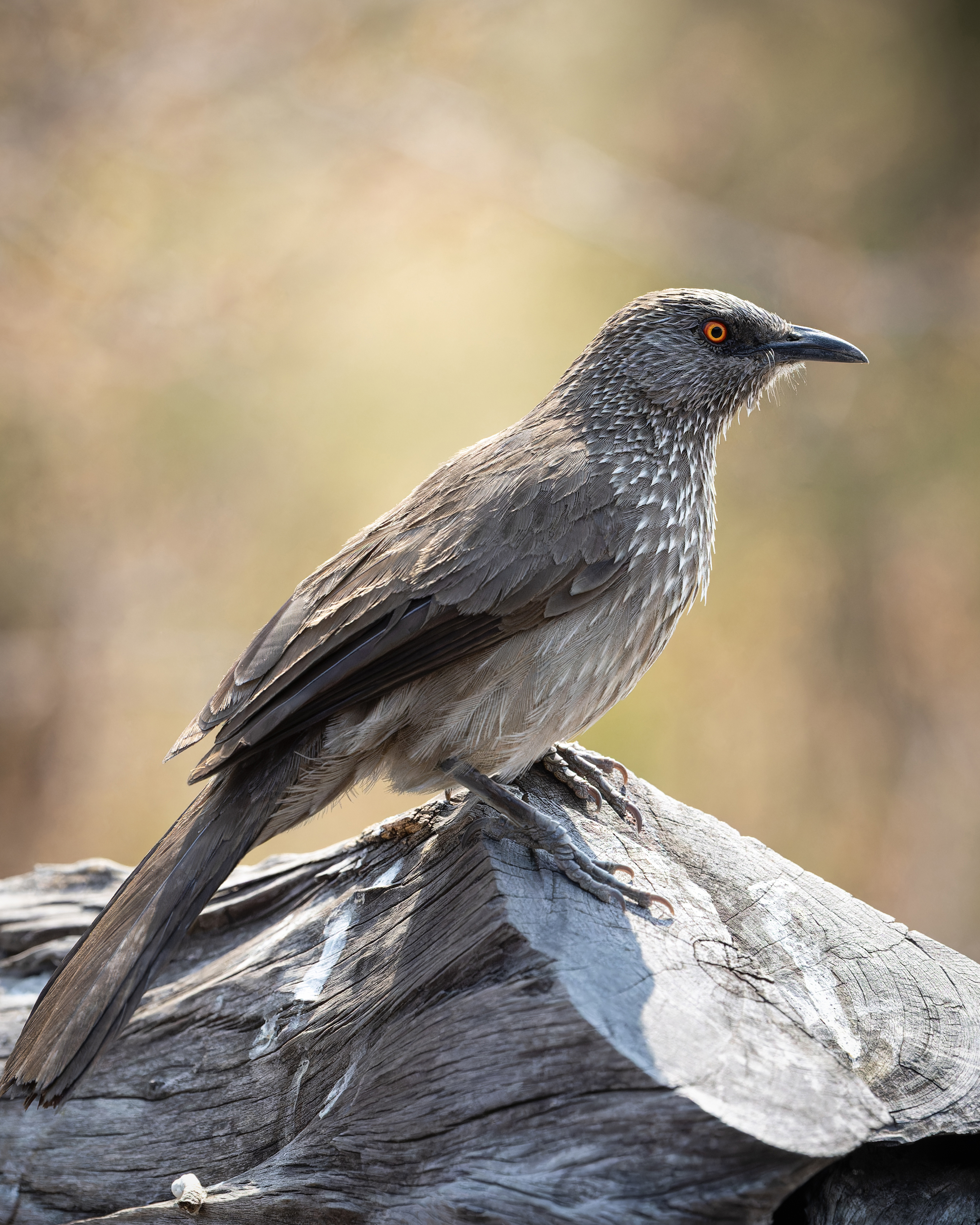 An Arrow-marked Babbler, a gray bird with striking orange eyes, perches atop weathered wood. Its detailed plumage and sharp features are on display in this wildlife portrait.