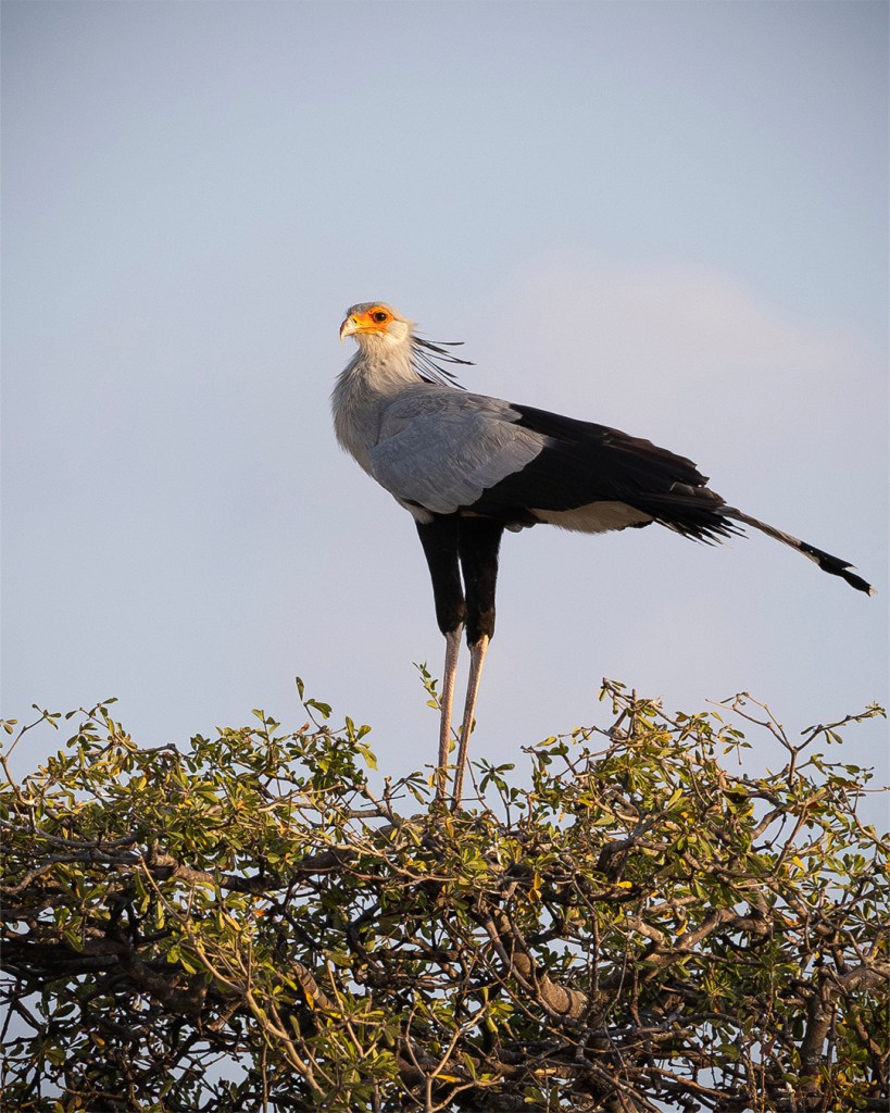 A striking Secretarybird stands atop a leafy bush against a pale sky. The bird's gray neck and black wing feathers contrast with its long, stilt-like legs. Its orange face and spiky crest add to its unique appearance.