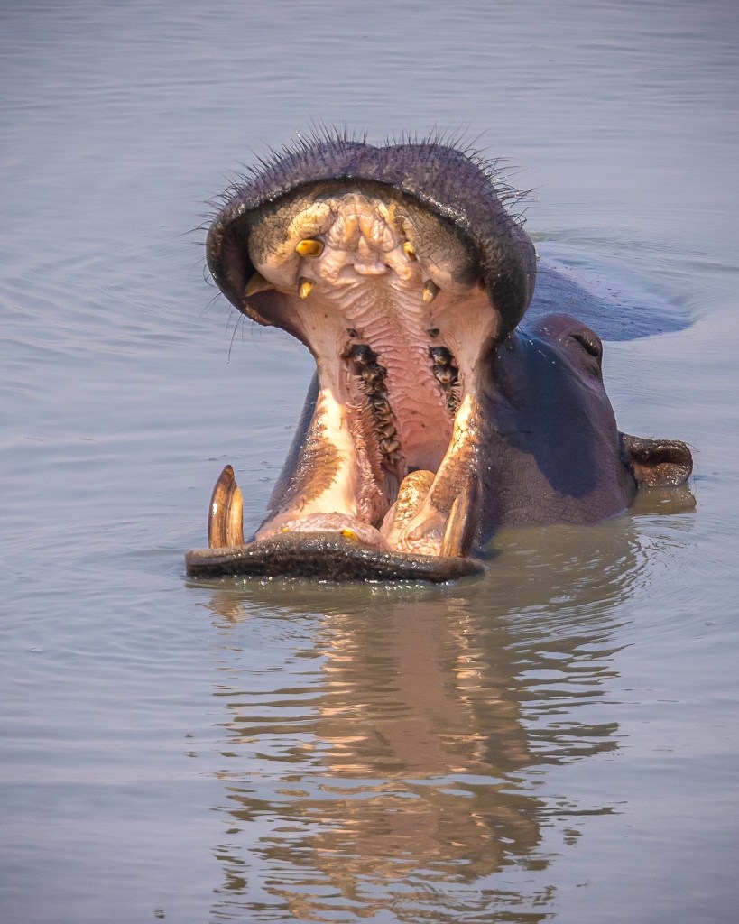 Hippo in water with its mouth wide open, revealing large teeth and pink interior. Ripples reflect the animal's form in the water.