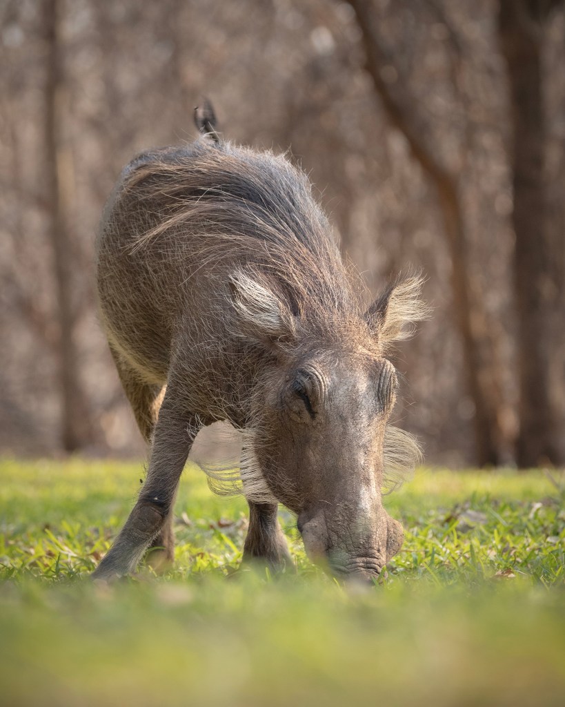 A warthog grazes on green grass, head lowered, with trees blurred in the background. Its coarse hair and distinctive face warts are clearly visible.