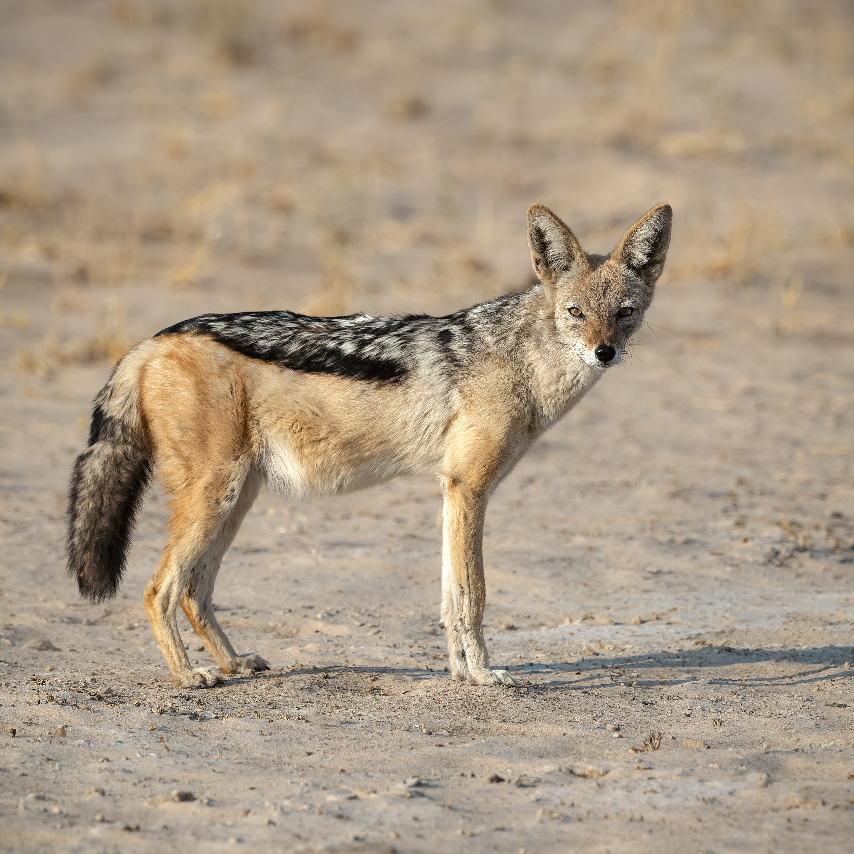 A black-backed jackal stands alert in the African savanna, its tan fur contrasting with the dark stripe along its back. The jackal's sharp gaze and pointed ears suggest it's listening intently in its natural habitat.