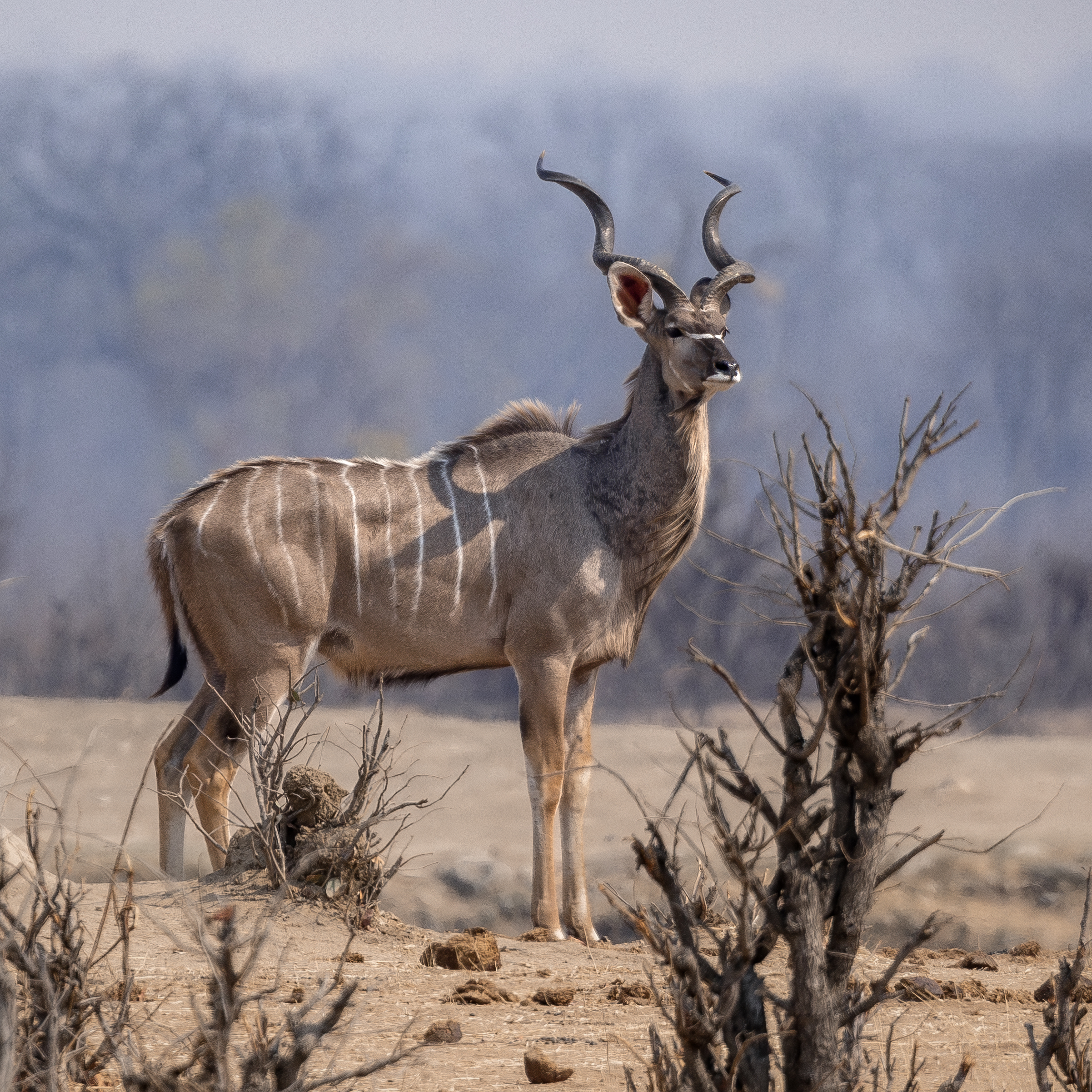 A majestic kudu bull stands alert in the African savanna, its spiraled horns prominent against a hazy backdrop. The antelope's striped coat blends with the dry landscape, showcasing Nick Wigmore's wildlife photography.