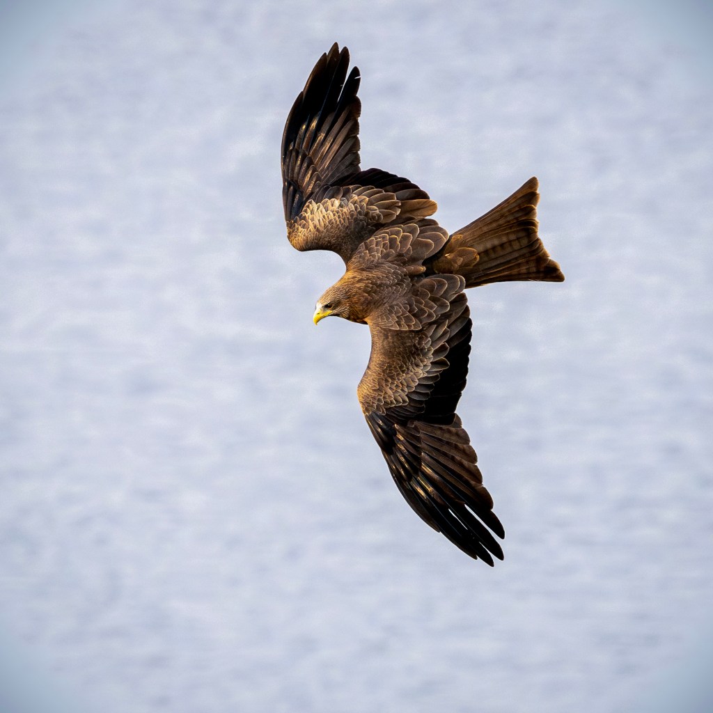 A black kite, captured mid-flight, dives downward with wings spread and tail feathers fanned. Its sharp yellow beak is visible against a blurred, light blue sky.