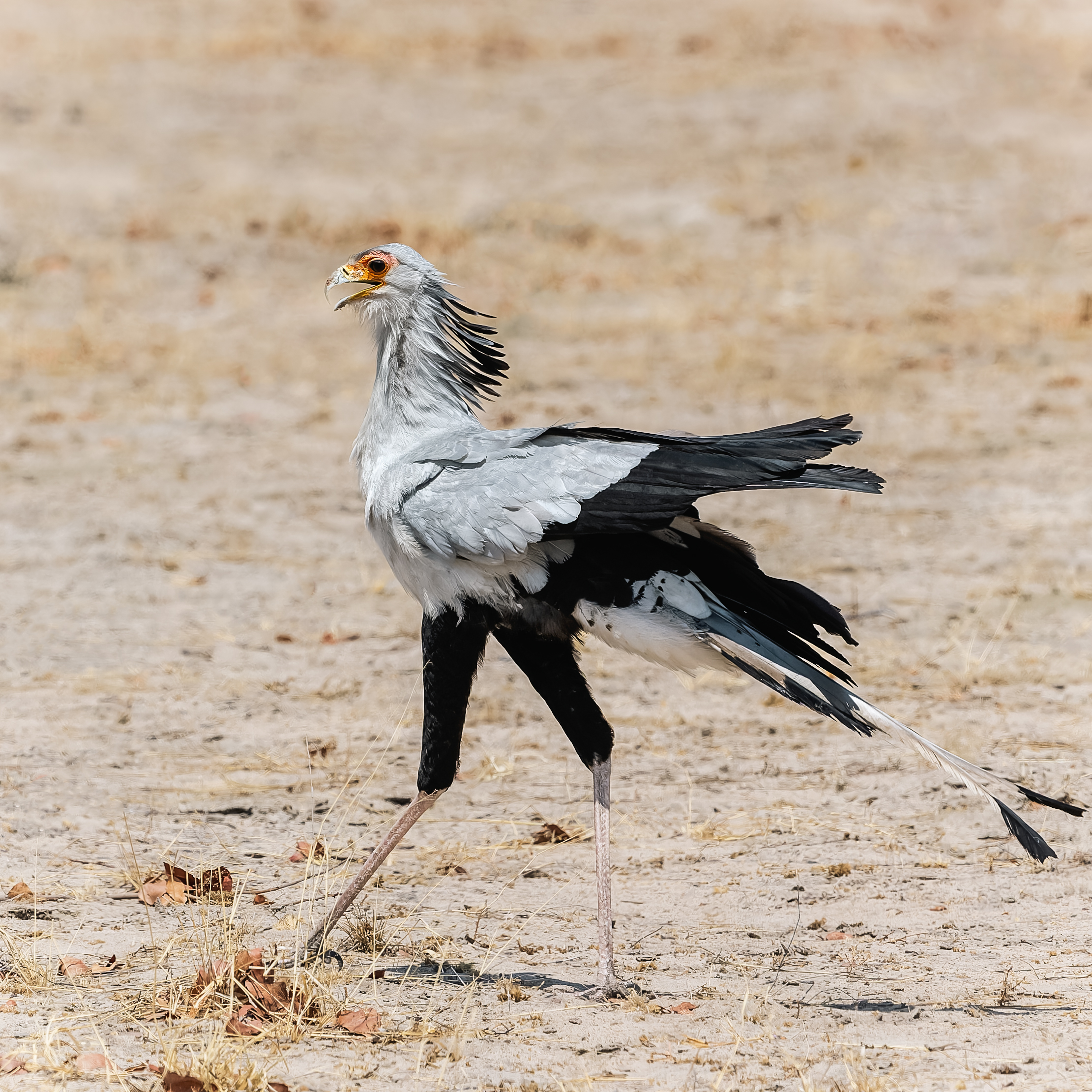 Secretary bird struts across the arid African savanna. This striking bird of prey, with its gray feathers, black markings, and long legs, is a unique sight in the wild.
