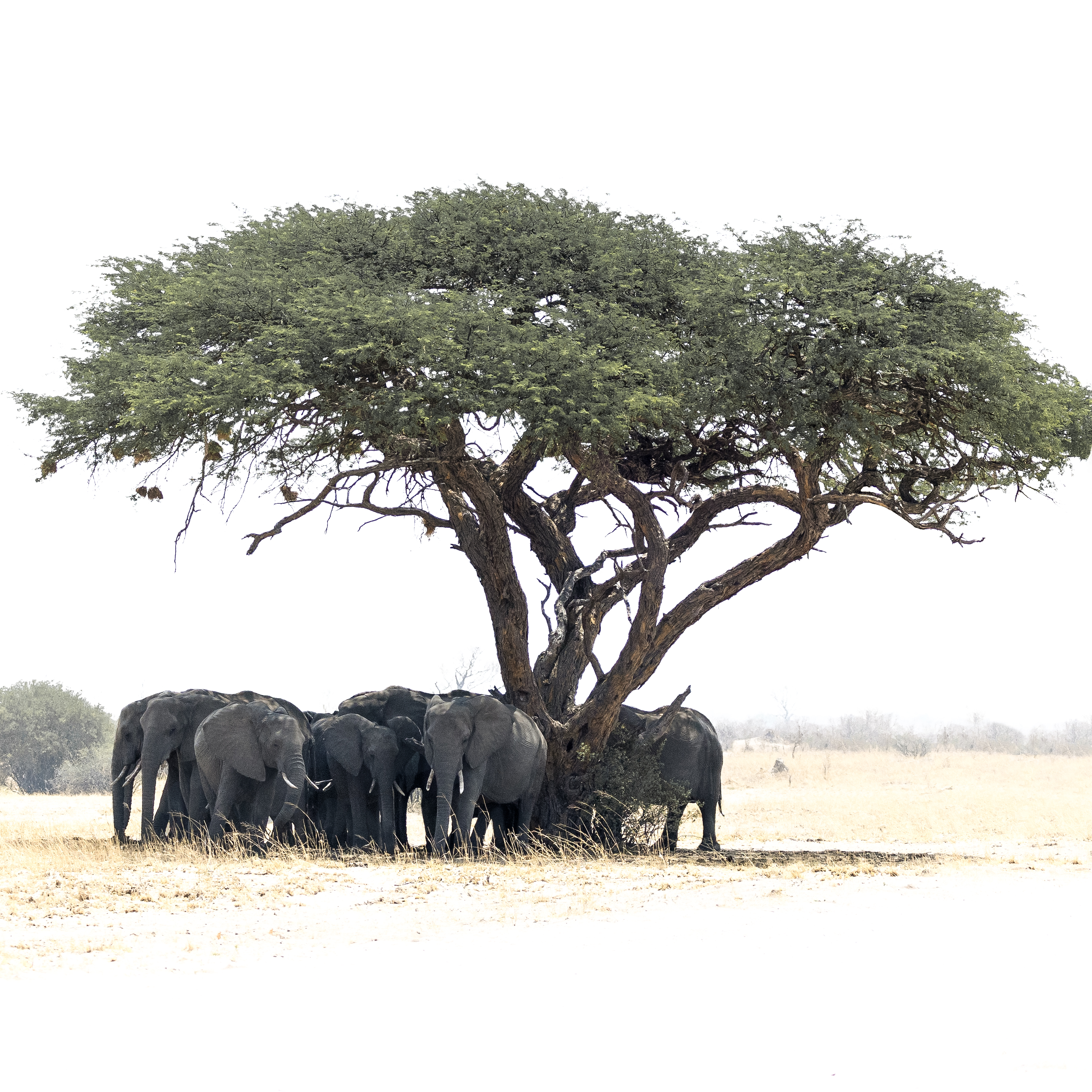 A herd of elephants seeks shade under a large acacia tree on the African savanna. Dry grasses surround them in the sunlit landscape.