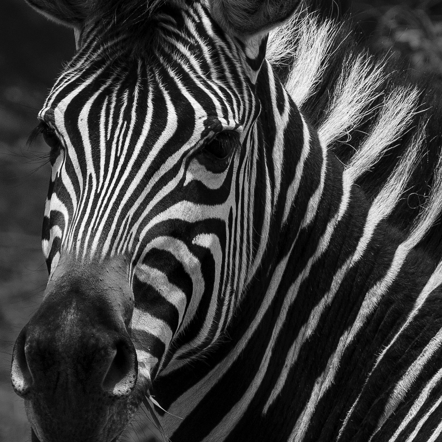 Striking black and white portrait of a zebra, showcasing its unique stripe pattern and expressive eyes. The image highlights the zebra's head and neck, with soft lighting accentuating its features.