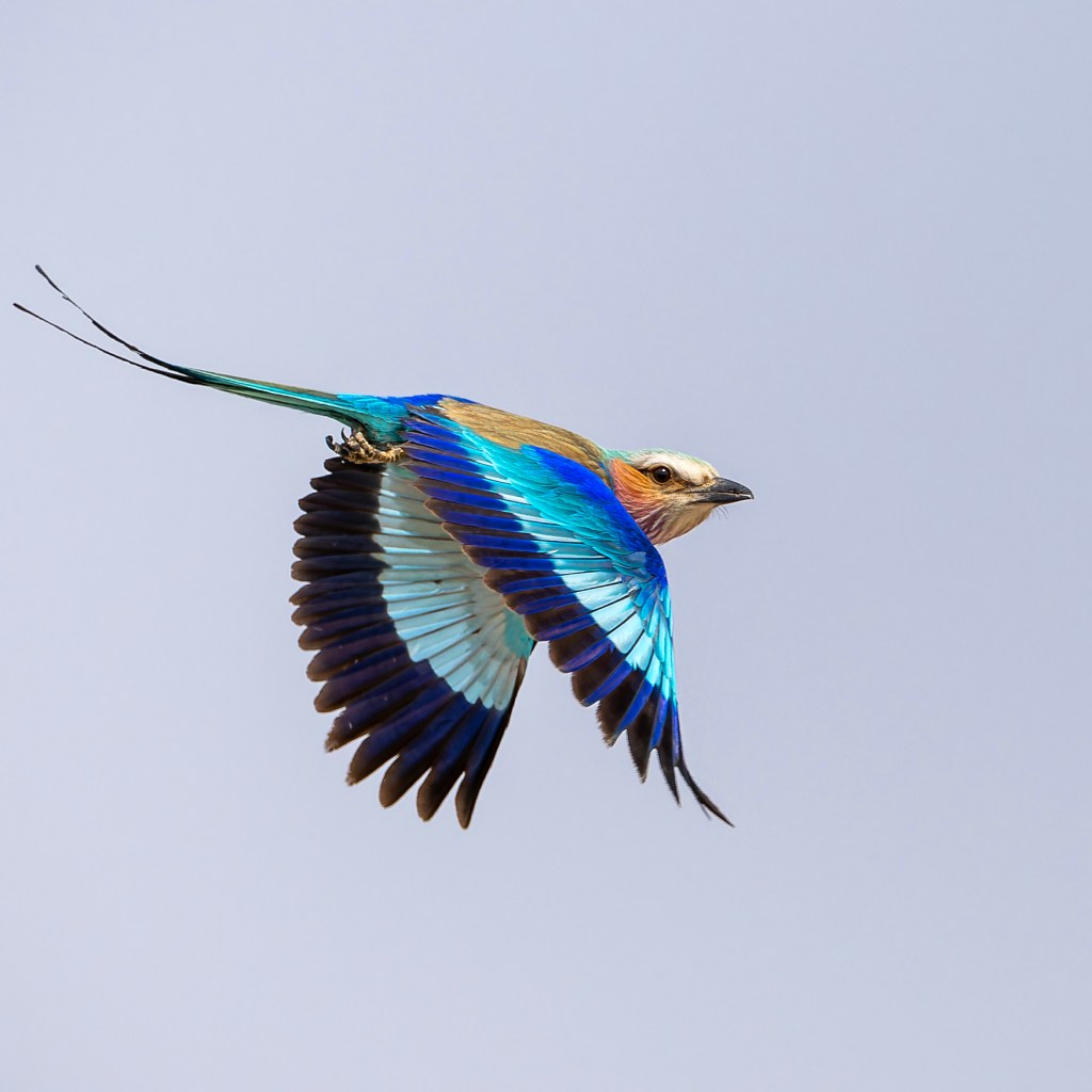 A vibrant lilac-breasted roller in flight, displaying brilliant blue, turquoise, and brown plumage against a pale sky. Its long tail feathers trail behind it, showcasing its beauty.
