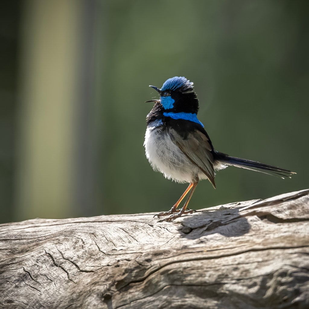 A vibrant male Superb Fairywren, with striking blue and black plumage atop its head and back, perches on a weathered log, singing with its beak open. Its white belly contrasts the green background.