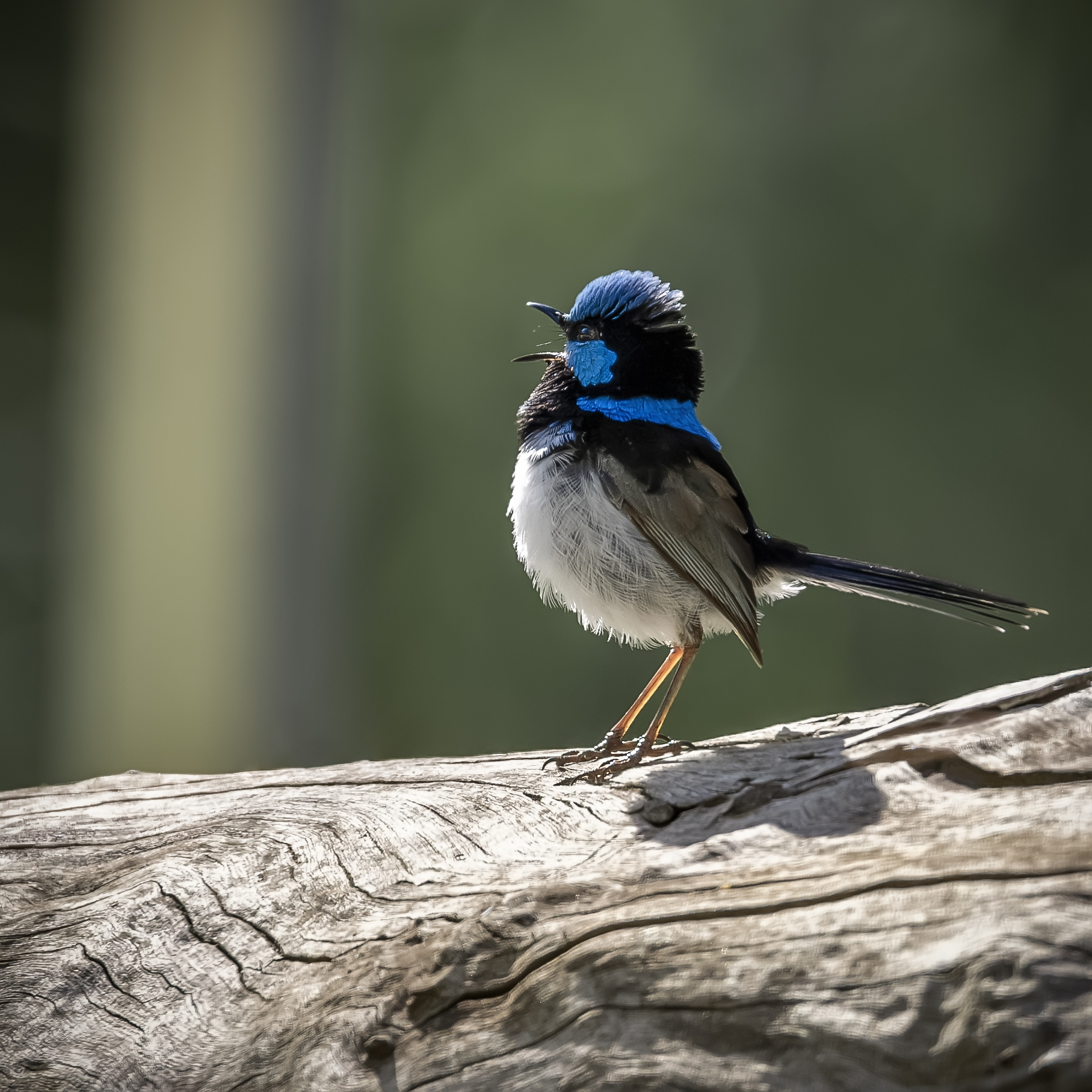 A vibrant male Superb Fairywren, with striking blue and black plumage atop its head and back, perches on a weathered log, singing with its beak open. Its white belly contrasts the green background.