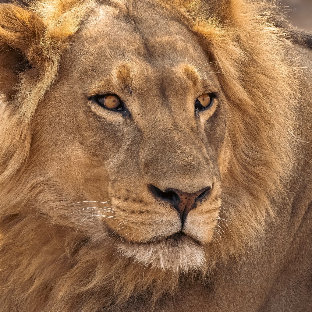 Close-up of a majestic male lion with a golden mane, intense eyes, and a determined expression. The lion's face is detailed, showcasing its powerful features and regal bearing.
