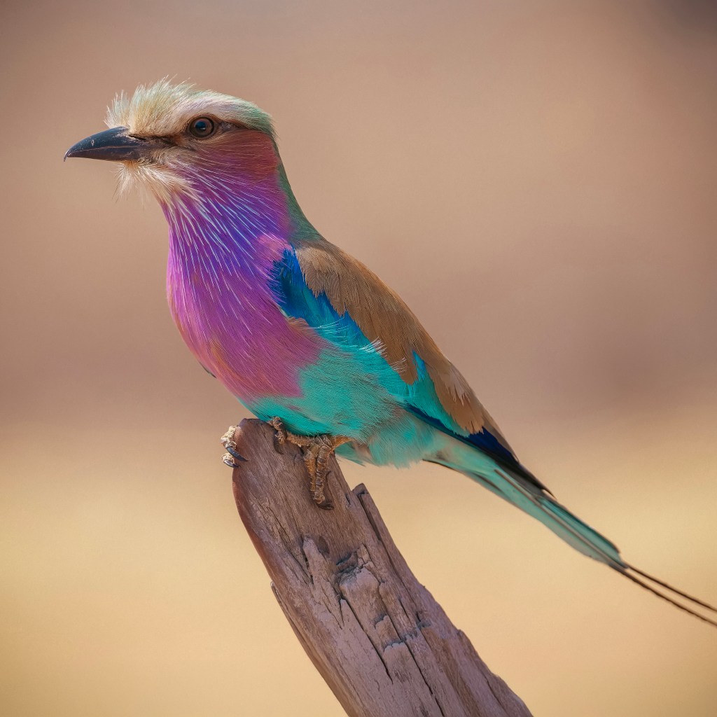 A vibrant lilac-breasted roller perches atop a weathered branch, showcasing its stunning array of colors: lilac, turquoise, and brown. The bird, a favorite subject of Nick Wigmore, is set against a soft, blurred background.