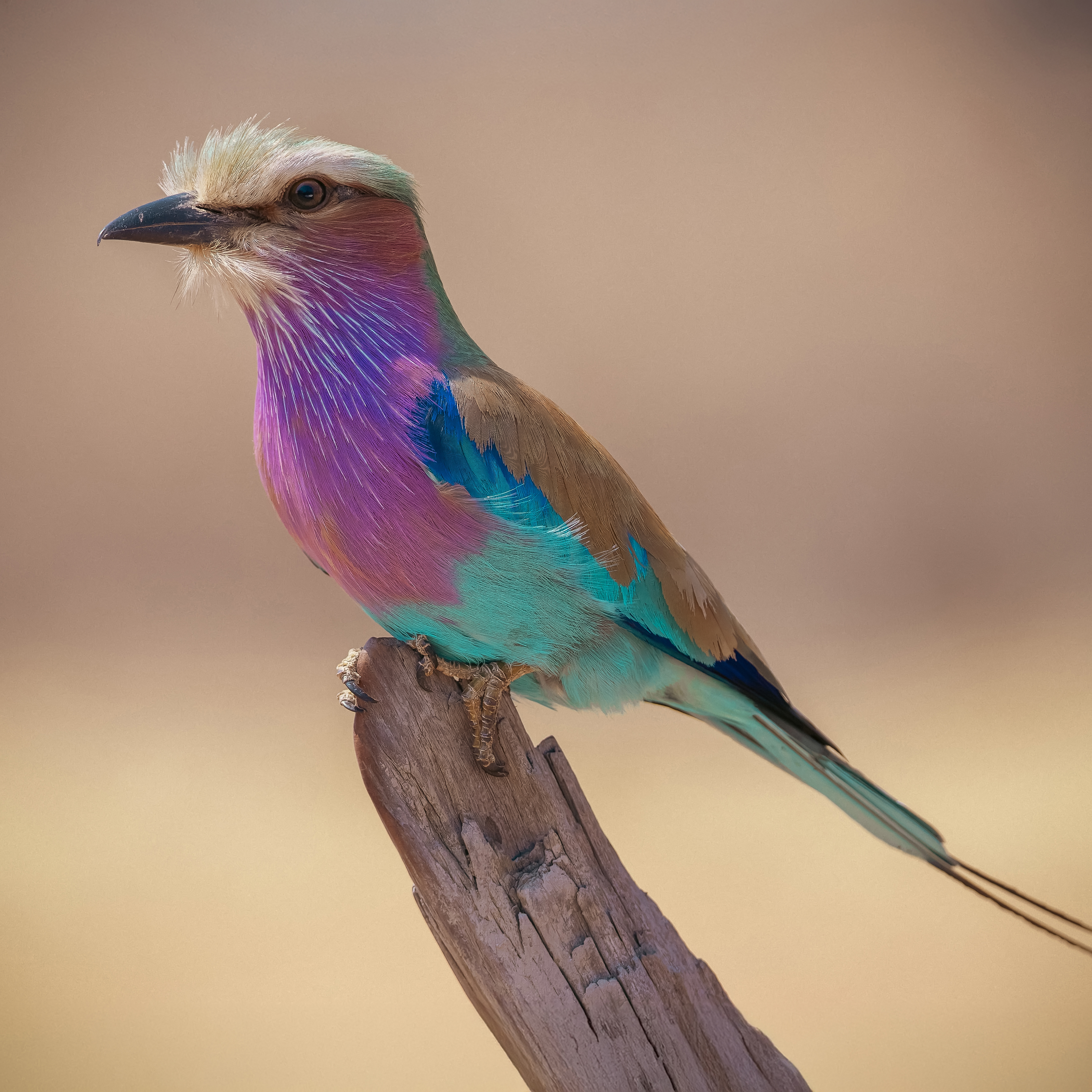 A vibrant lilac-breasted roller perches atop a weathered branch, showcasing its stunning array of colors: lilac, turquoise, and brown. The bird, a favorite subject of Nick Wigmore, is set against a soft, blurred background.