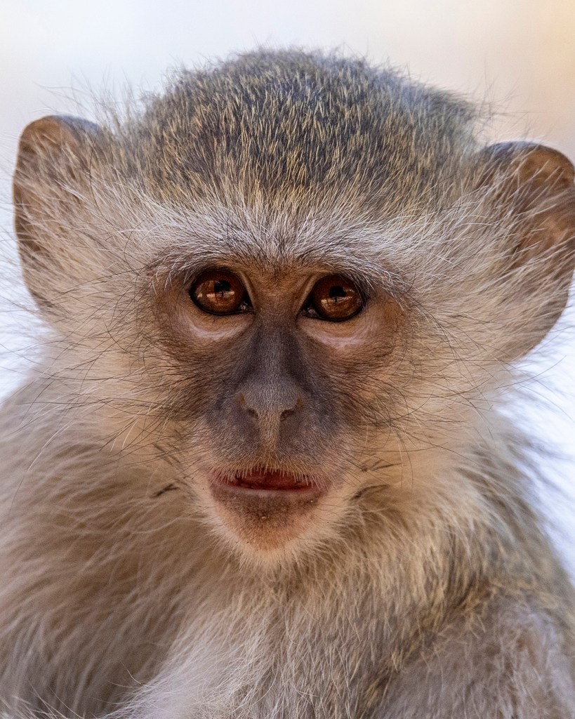 Close-up of a vervet monkey's face, showcasing its expressive brown eyes, grey fur, and curious expression. This portrait captures the essence of these fascinating creatures, often seen in Nick Wigmore's photography.