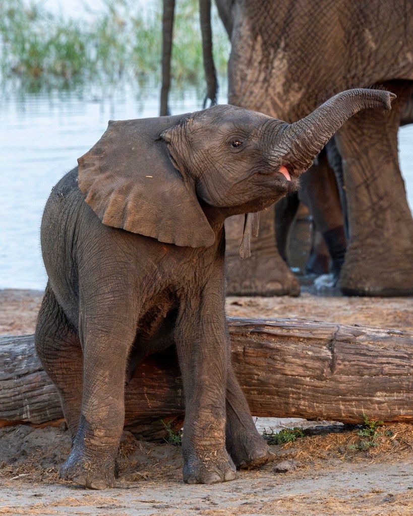 Baby elephant playfully climbs over a fallen log, trunk raised and pink tongue peeking out. An adult elephant stands nearby, its legs visible in the background. A charming wildlife moment.