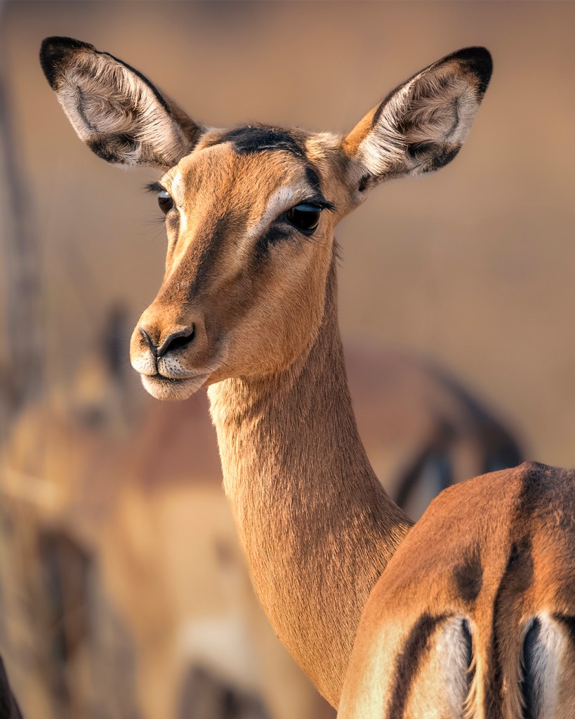 Close-up of an alert impala with striking black eyes and a reddish-brown coat, standing amongst its herd. The animal's ears are perked up, showcasing their intricate inner details.