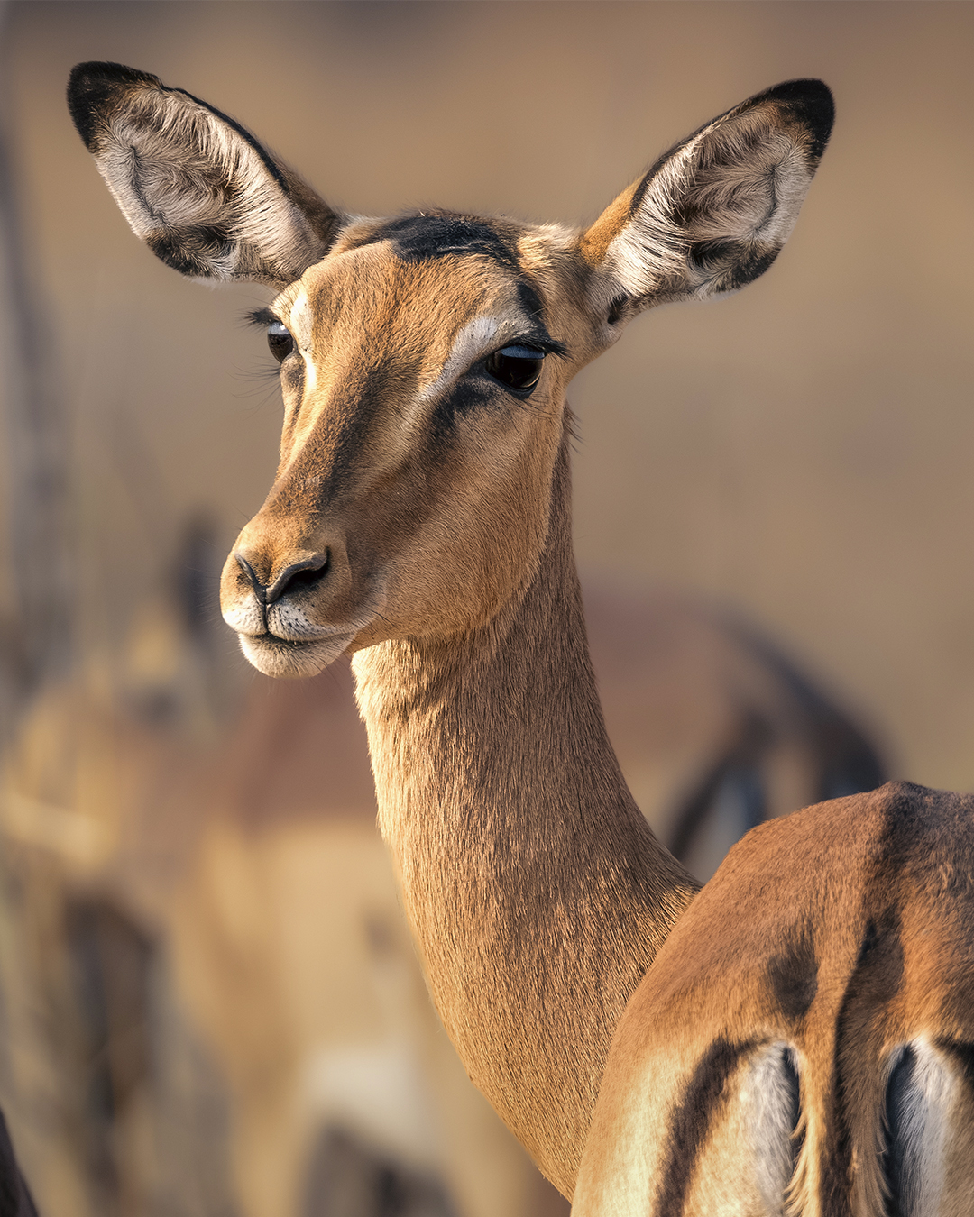 Close-up of an alert impala with striking black eyes and a reddish-brown coat, standing amongst its herd. The animal's ears are perked up, showcasing their intricate inner details.