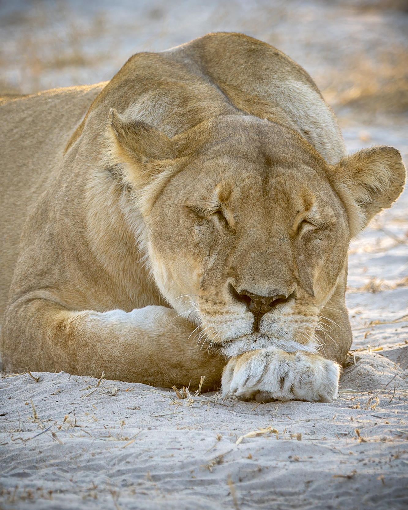 A lioness rests peacefully on the sand, paws tucked under her chin, eyes closed in slumber. Her tawny fur blends with the sandy background in this serene wildlife scene.